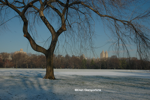 This is the original photo of Central Park in NYC